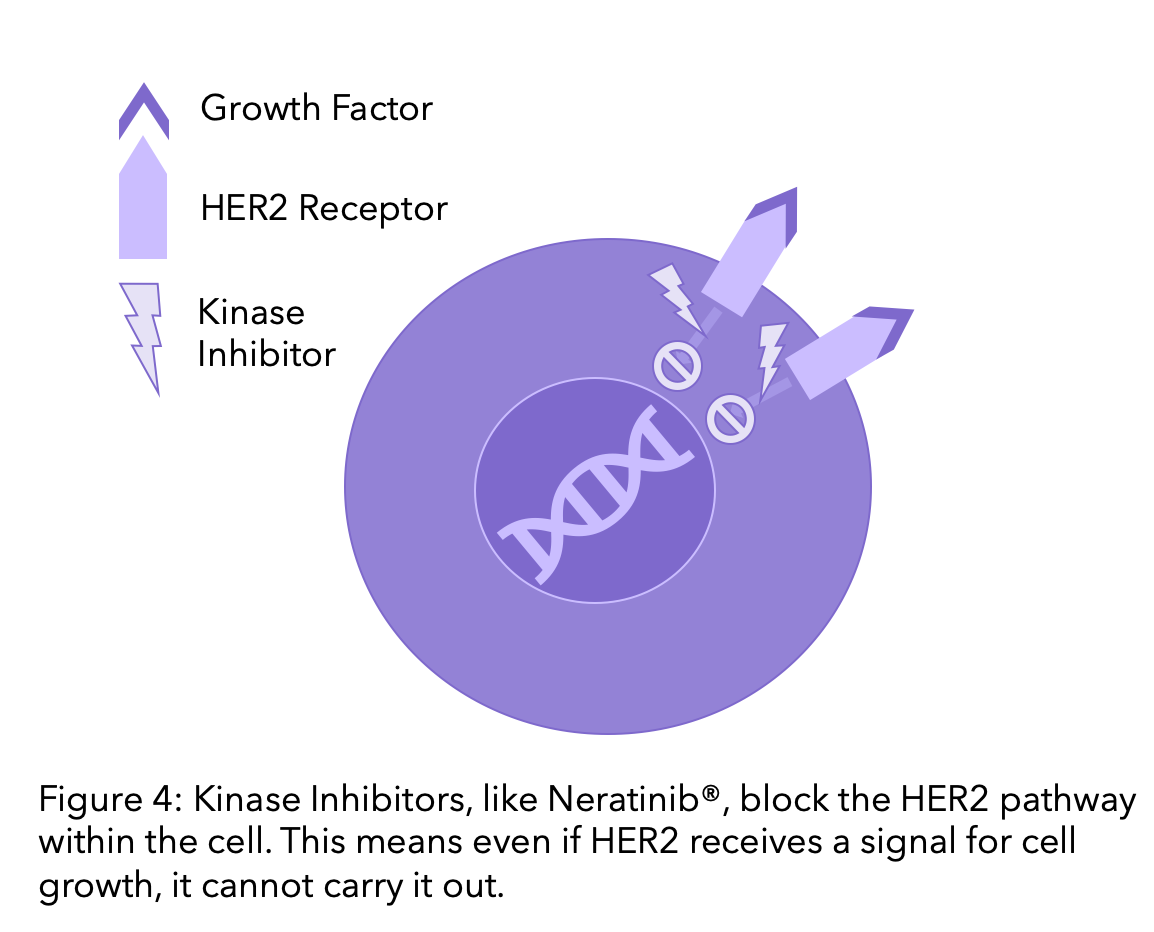 Kinase Inhibitors working with HER2 receptors