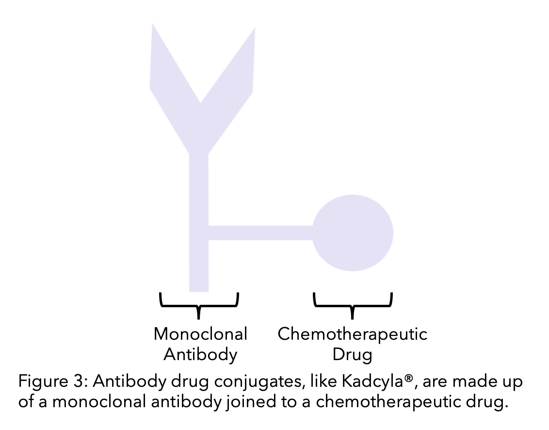 Diagram explaining antibody conjugates