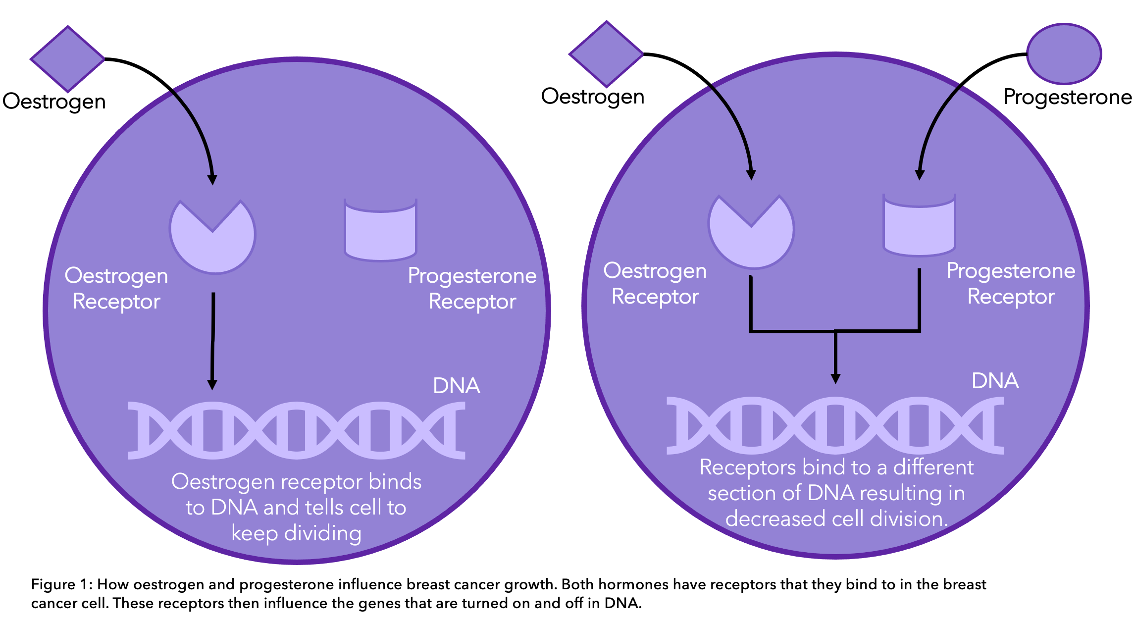 Diagram showing how oestrogen and progesterone cause cancer growth