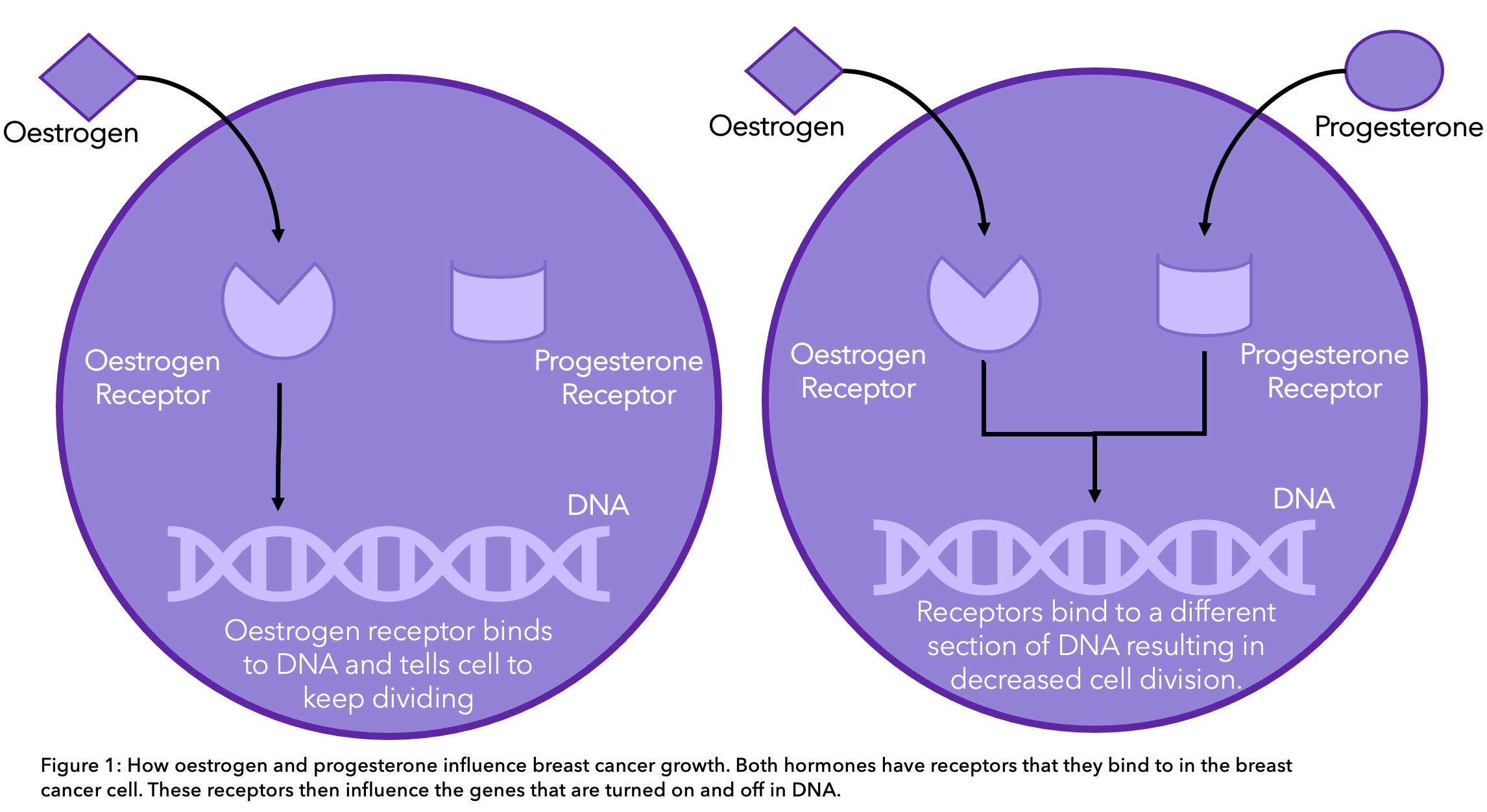 frontiers-a-new-role-for-estrogen-receptor-in-cell-proliferation