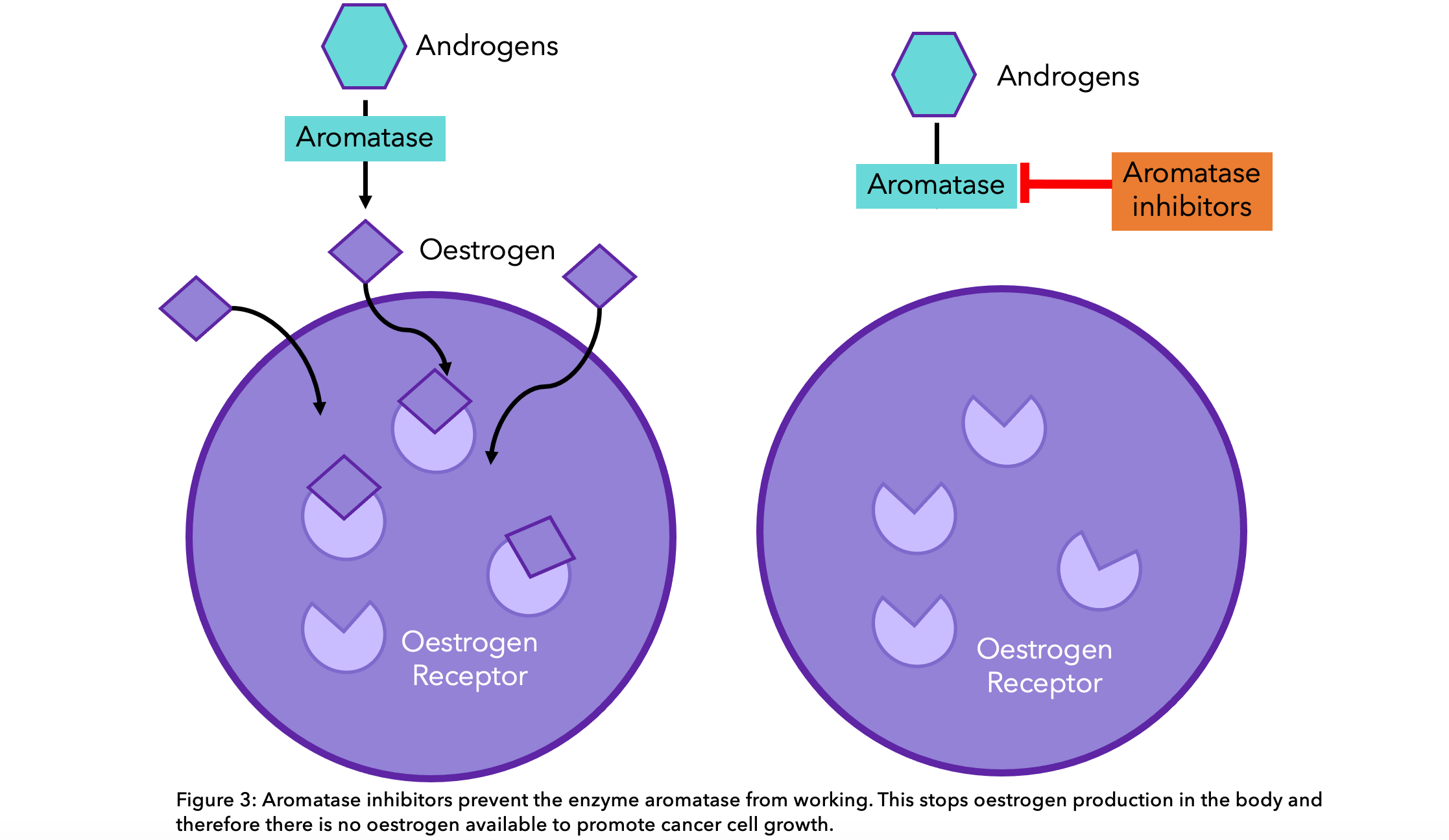 AIs in relation to HR+ breast cancer