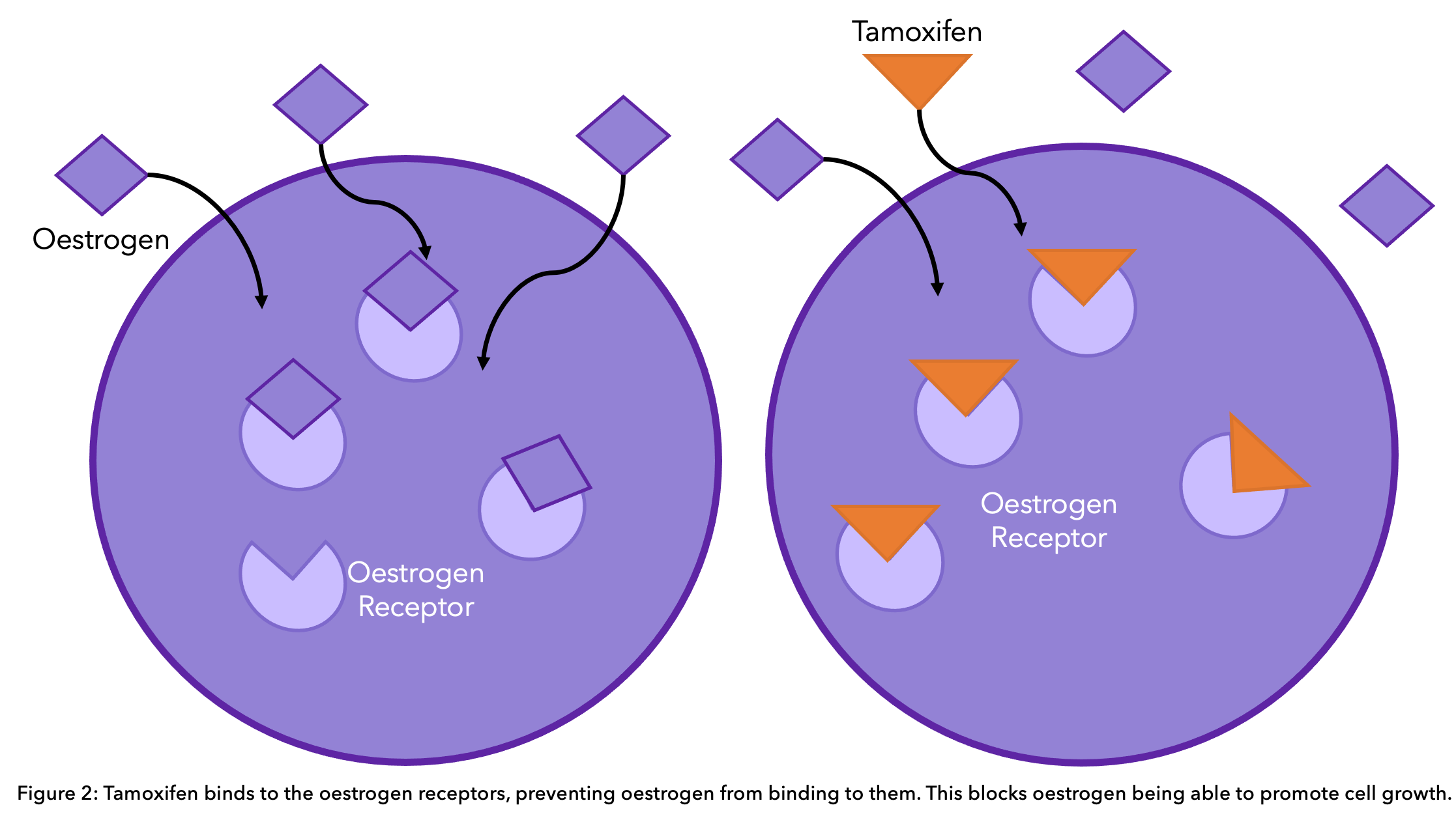 Tamoxifen in relation to AIs