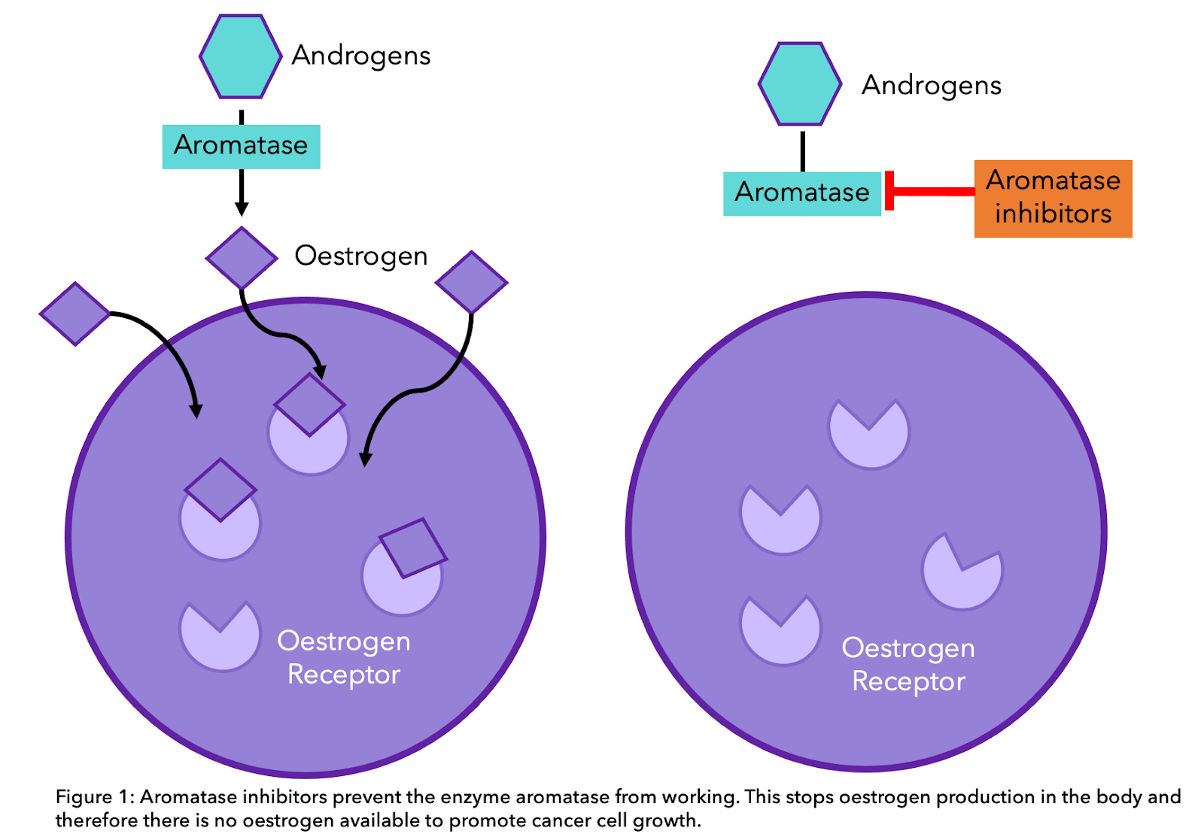 Diagram explaining aromatase inhibitors