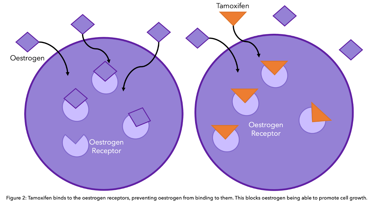 Diagram showing how tamoxifen works