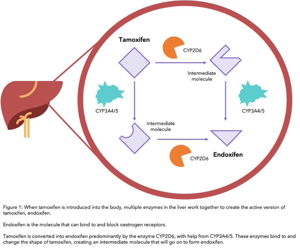 how tamoxifen works