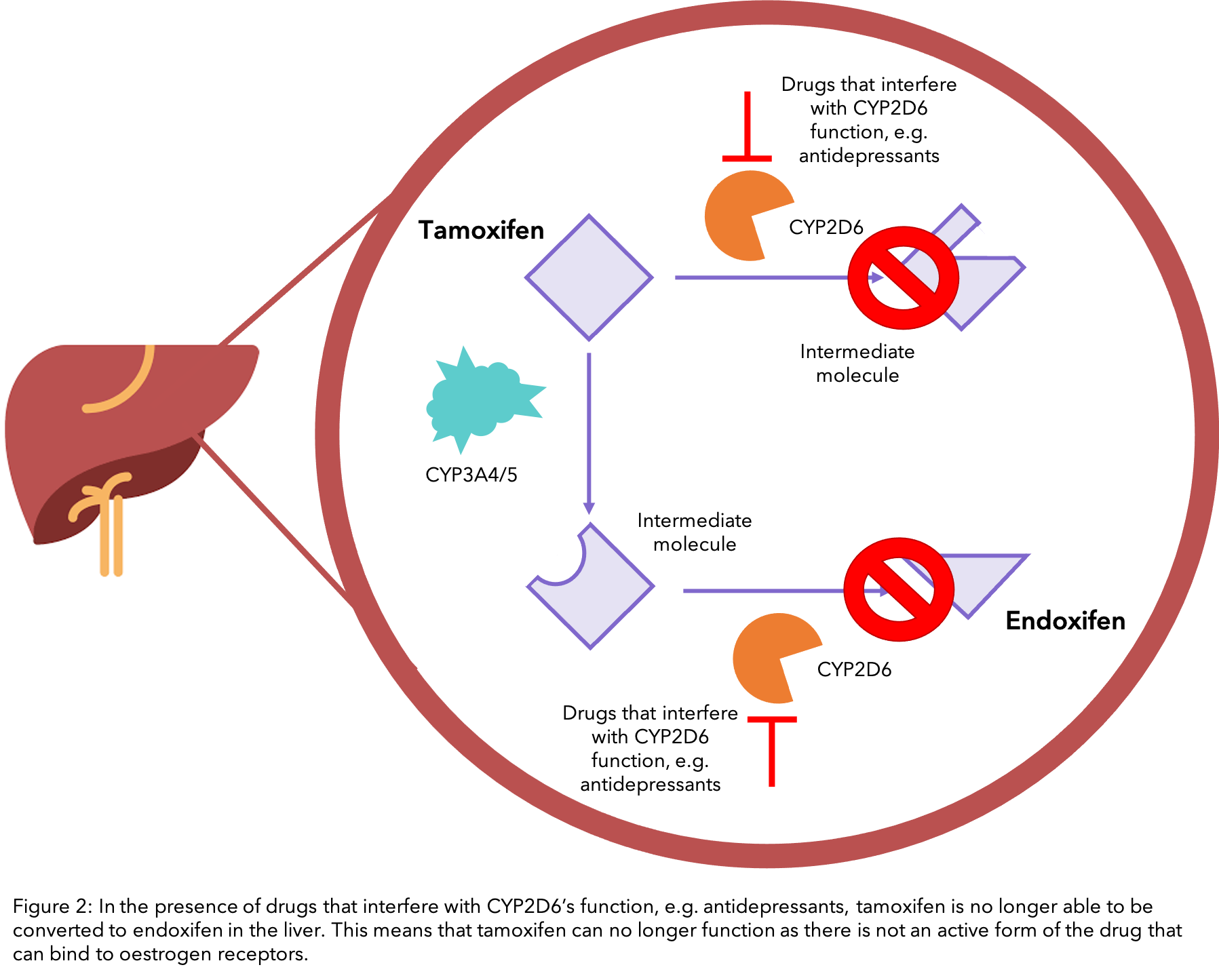 Solved 1. The drug tamoxifen, used in treatment of breast