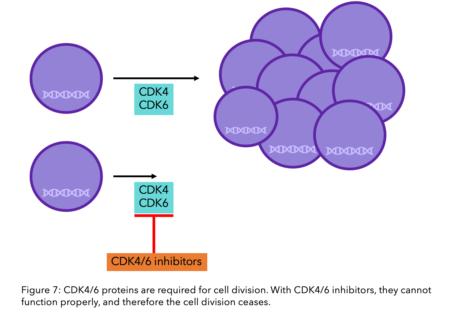 CDKR/6 inhibitors impact on hormone therapy resistance