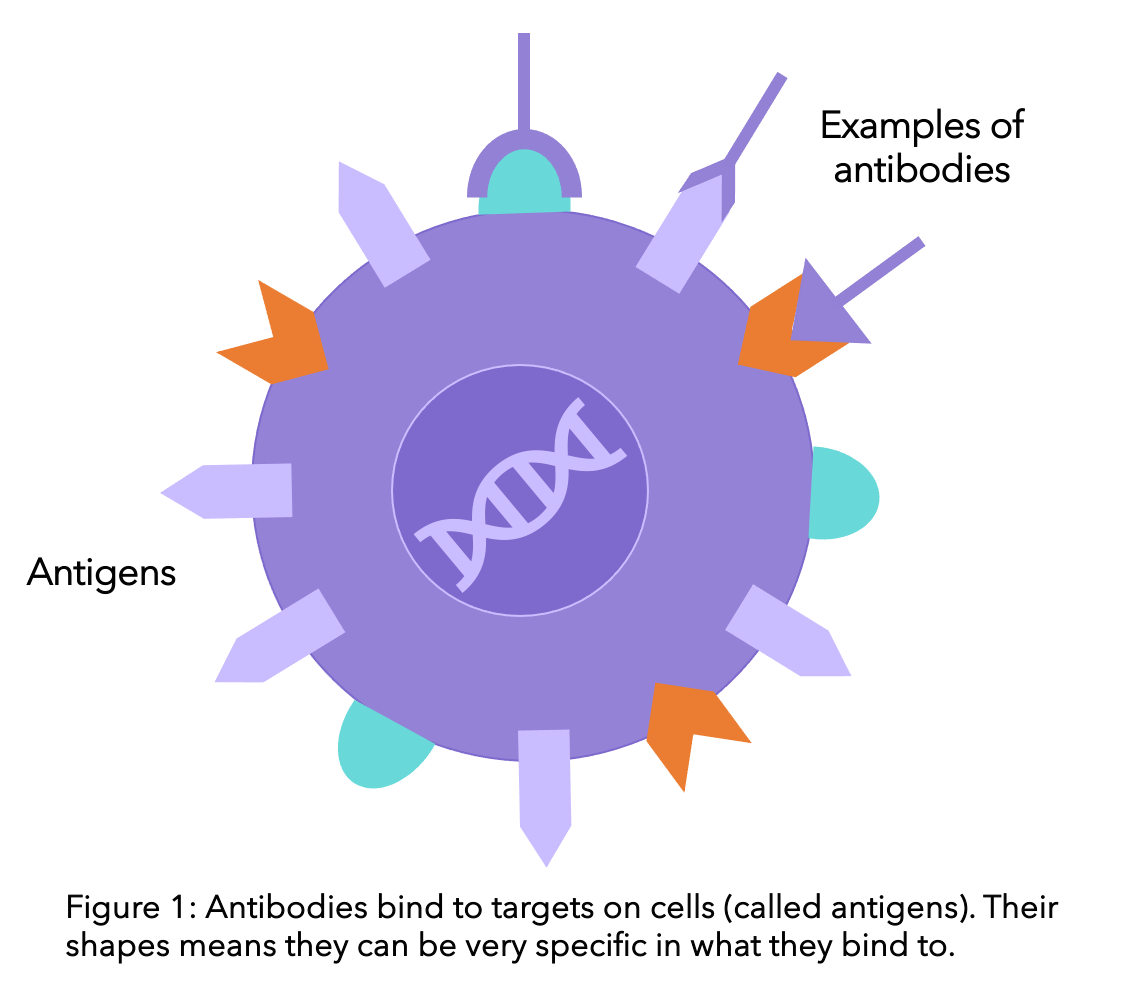 Antibodies binding antigens on cells
