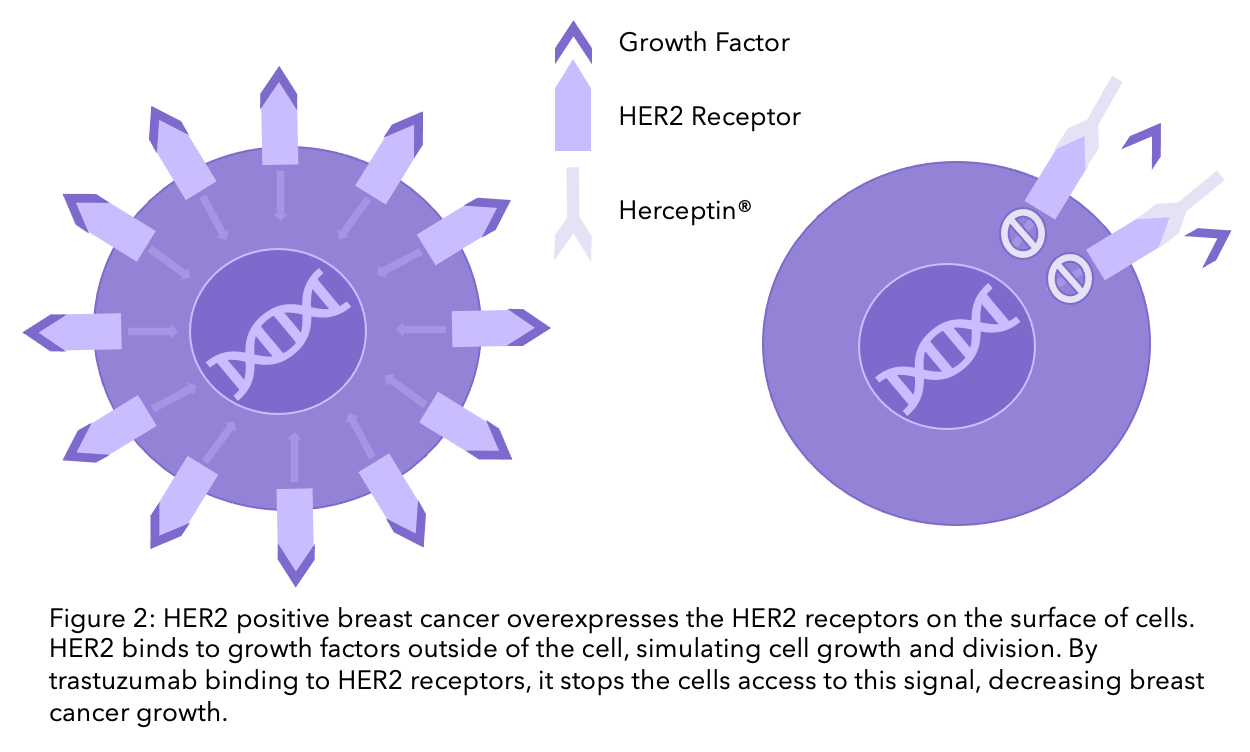 Monoclonal Antibodies