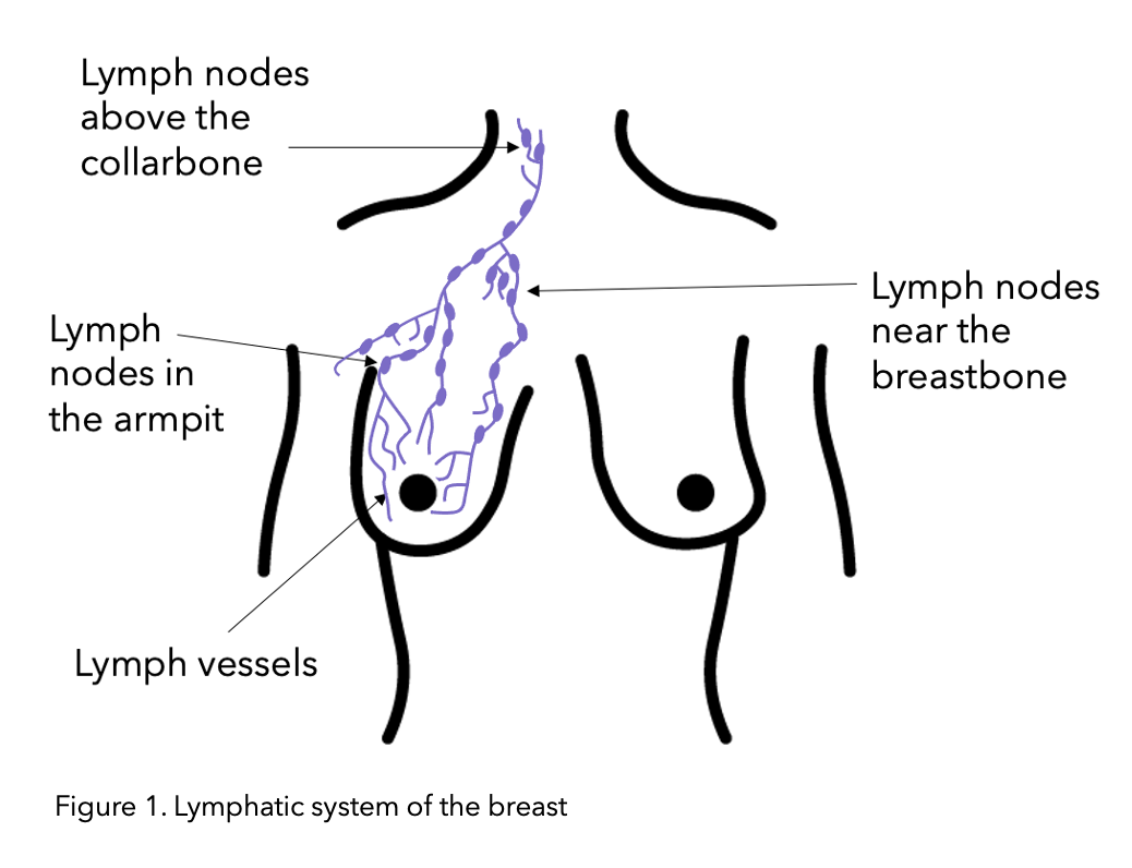 Lymphoedema and Cording: The science behind them - OWise UK