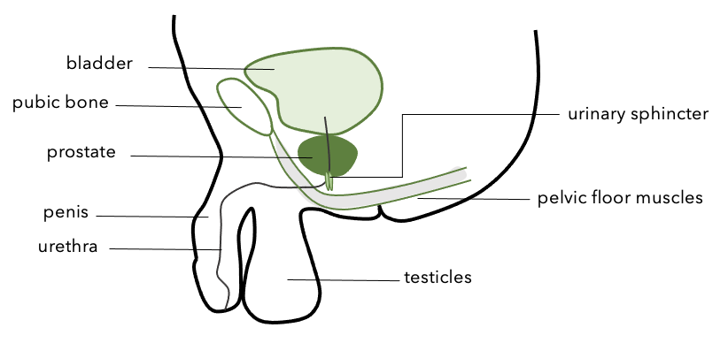Male urinary system diagram