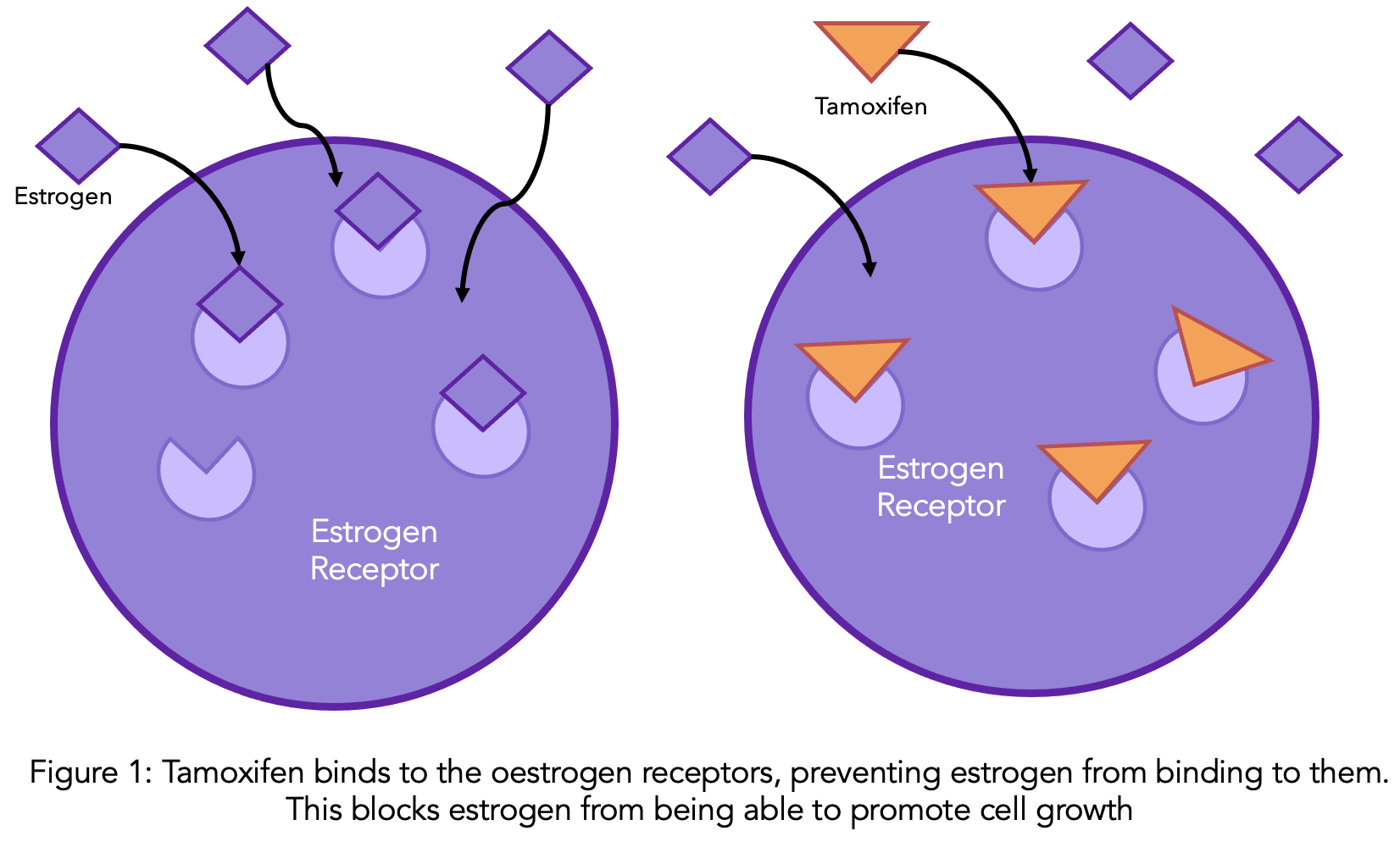 Tamoxifen and estrogen receptors