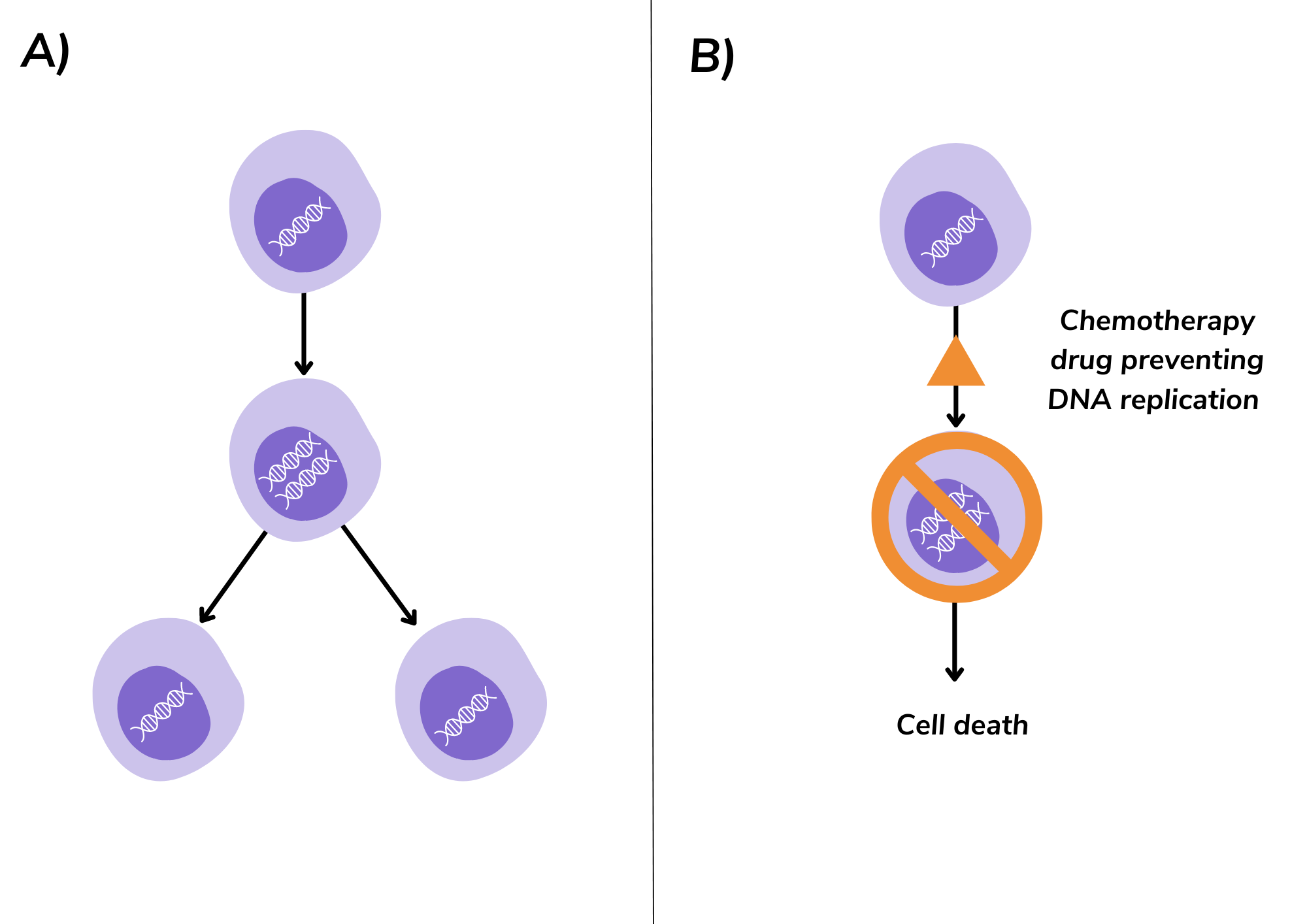 A diagram comparing the normal cell division process and how breast cancer chemotherapy treatment affects the cell division process by preventing DNA replication, leading to cell death.