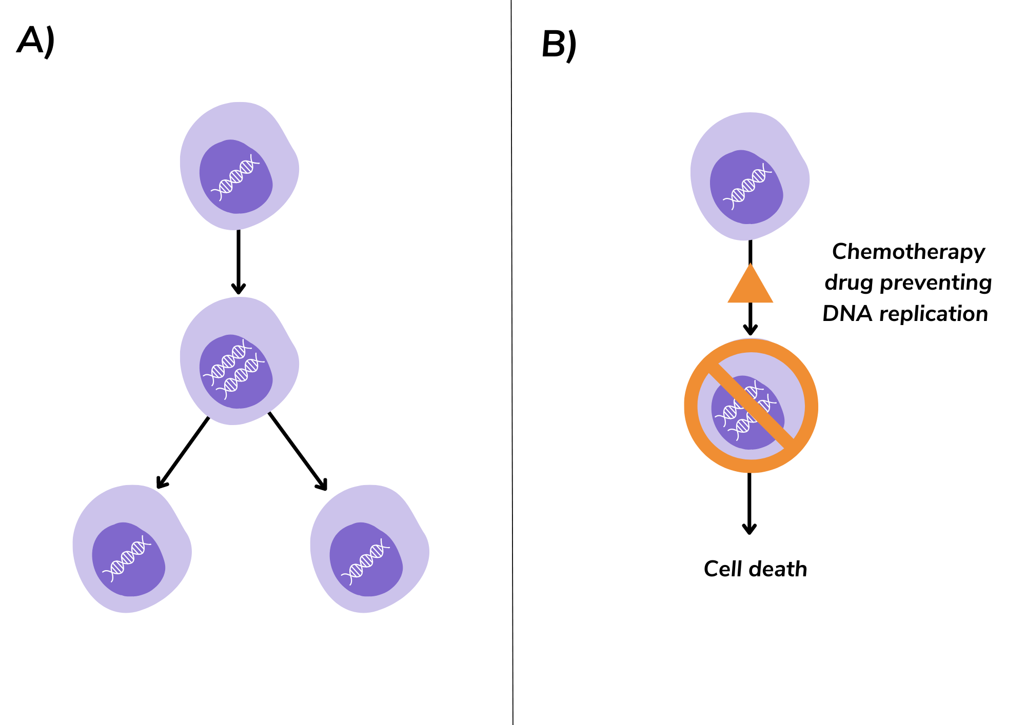 Definition of bone marrow - NCI Dictionary of Cancer Terms - NCI