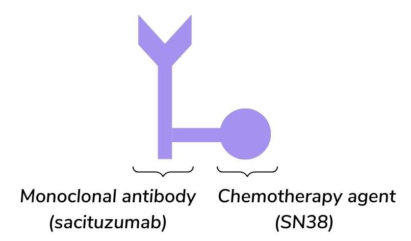 The structure of sacituzumab govitecan (Trodelvy), an antibody-drug conjugate (ADC) used in breast cancer treatment