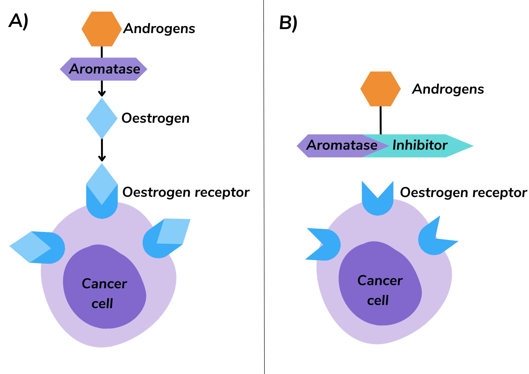 Diagram showing how aromatase inhibitor breast cancer treatment works