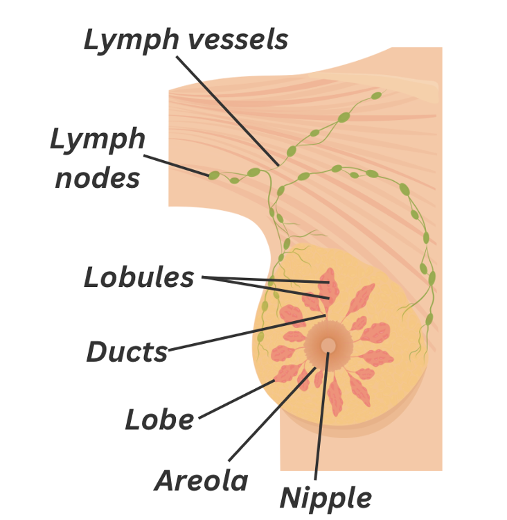 The anatomy of the breast to help explain breast cancer
