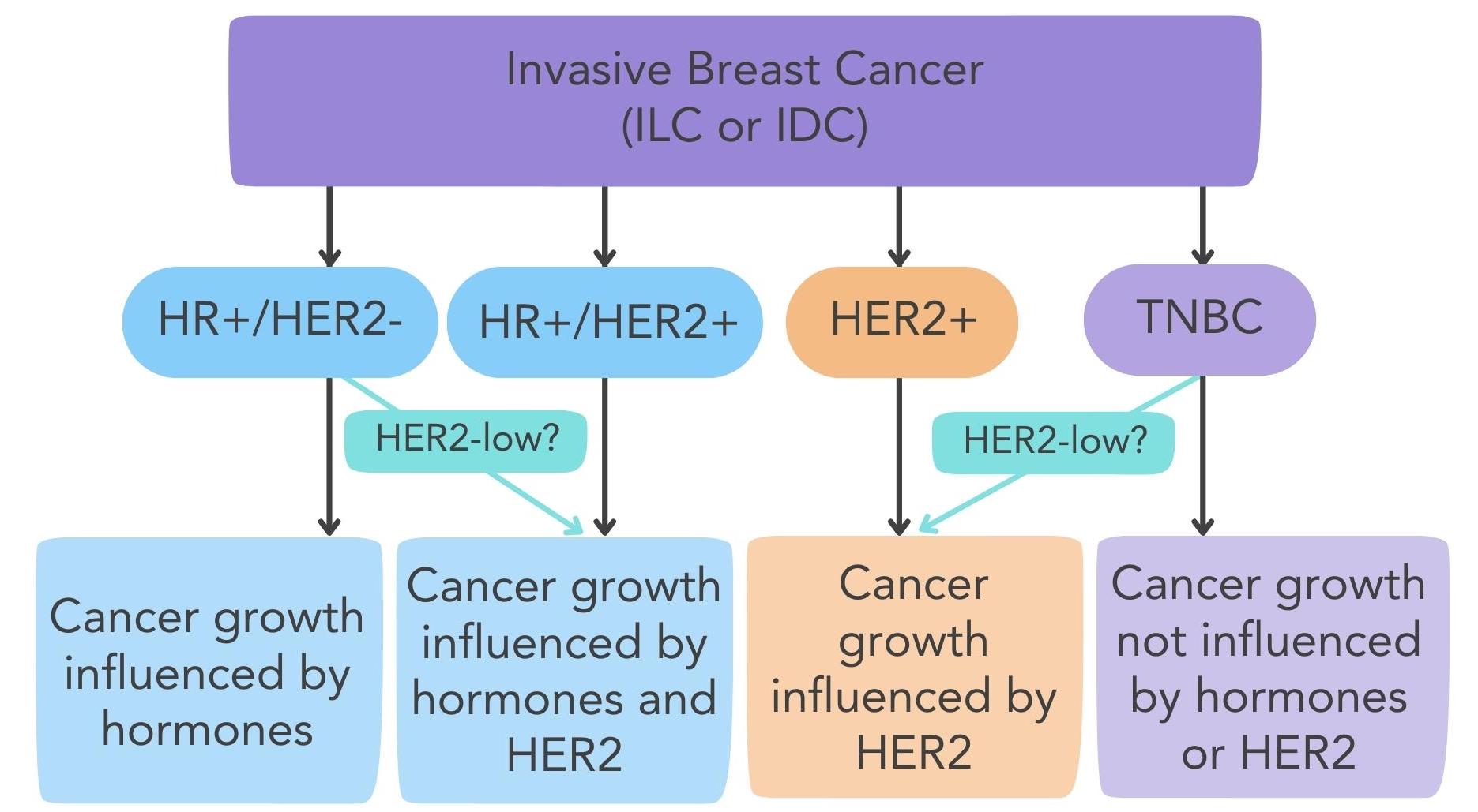 Diagram showing the subtypes of invasive breast cancer