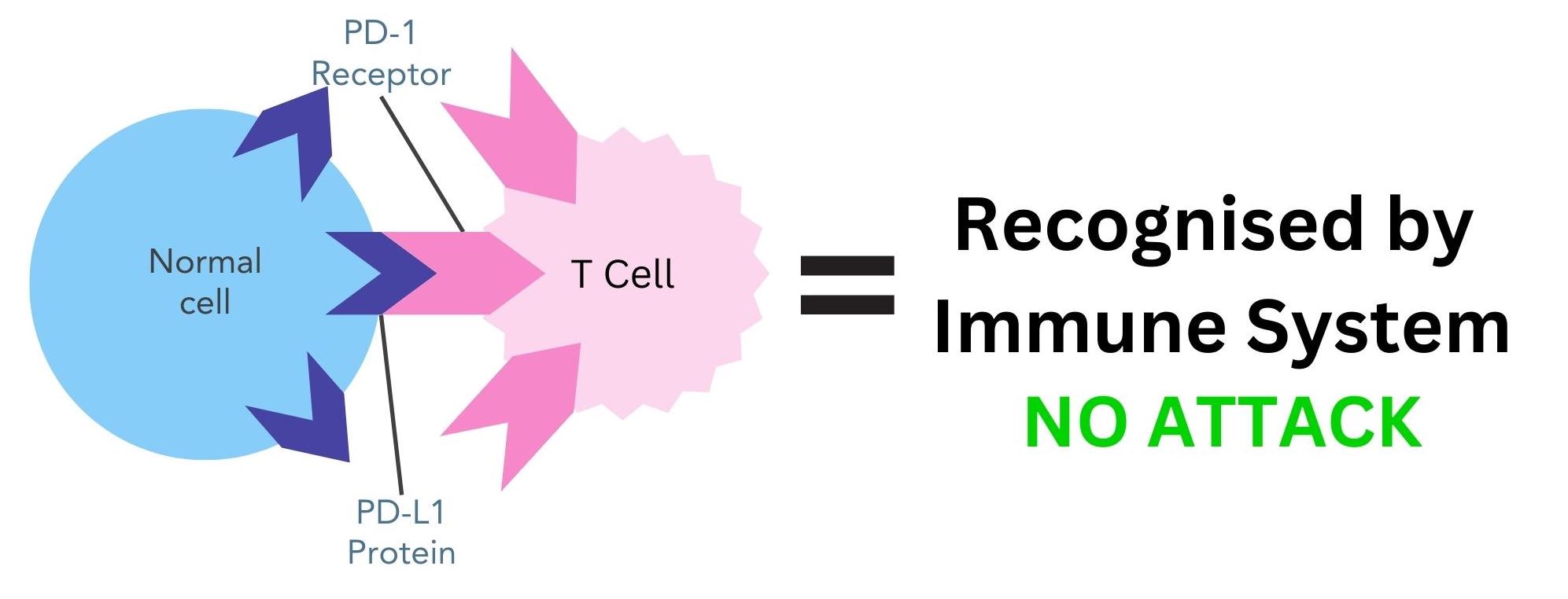 Immune system recognising normal non-cancer cells