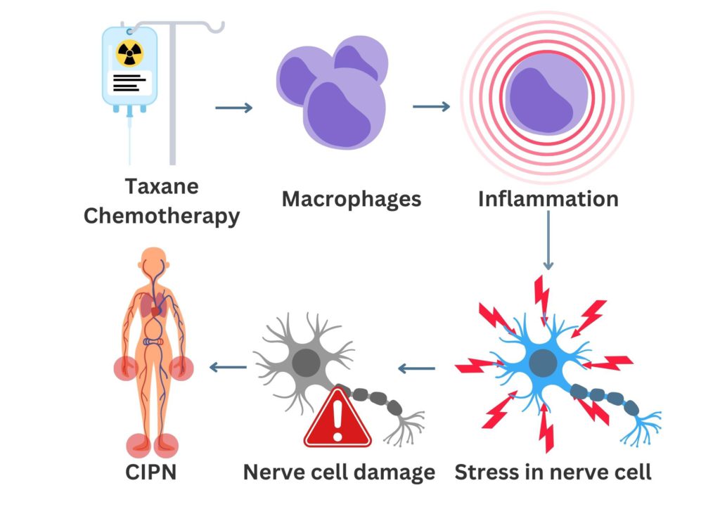 How taxane chemotherapy for breast caner can cause chemotherapy induced neuropathy